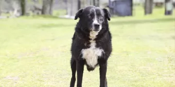 Próximas castraciones serán en Solís Grande, Piriápolis, San Carlos y Maldonado