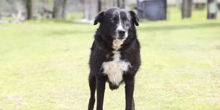 Próximas castraciones serán en Solís Grande, Piriápolis, San Carlos y Maldonado