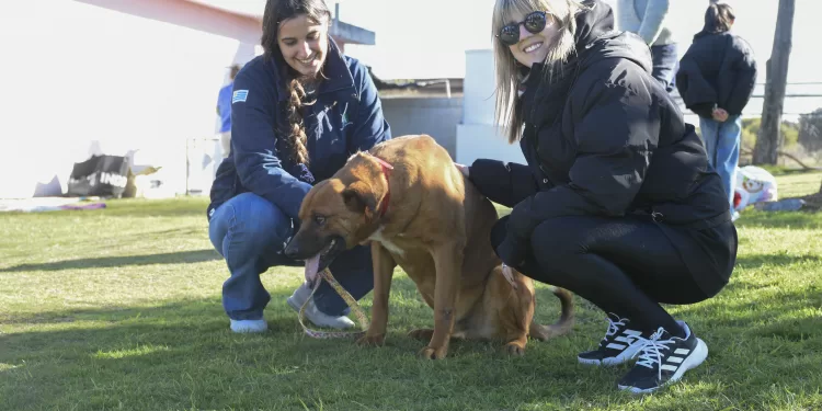 IDM invita a la última jornada de adopciones del año en el Refugio Municipal