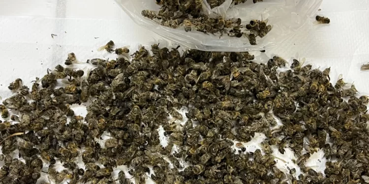 Mortandad de abejas: una crisis ambiental que exige decisiones urgentes
